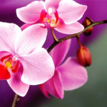 Tiga Perkara Yang Wajib Dipelajari Oleh Wanita Muslimah (Bag. 1)