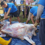 (Gambar) Suasana Pelaksanaan Hewan Qurban Masjid Itishom Budi Agung Bogor