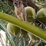 'Rumah Sakit' Burung Hantu ala Desa Sumberharjo