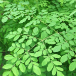 Prof. Veni Hadju  :   KELOR